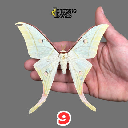 Actias selene Indischer Mondfalter Männchen gespanntes Exemplar, große hellgrüne Flügel mit Schwanzfortsätzen