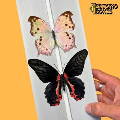 papilio rumanzovia and salamis parhassus on entomoboxes pinning board