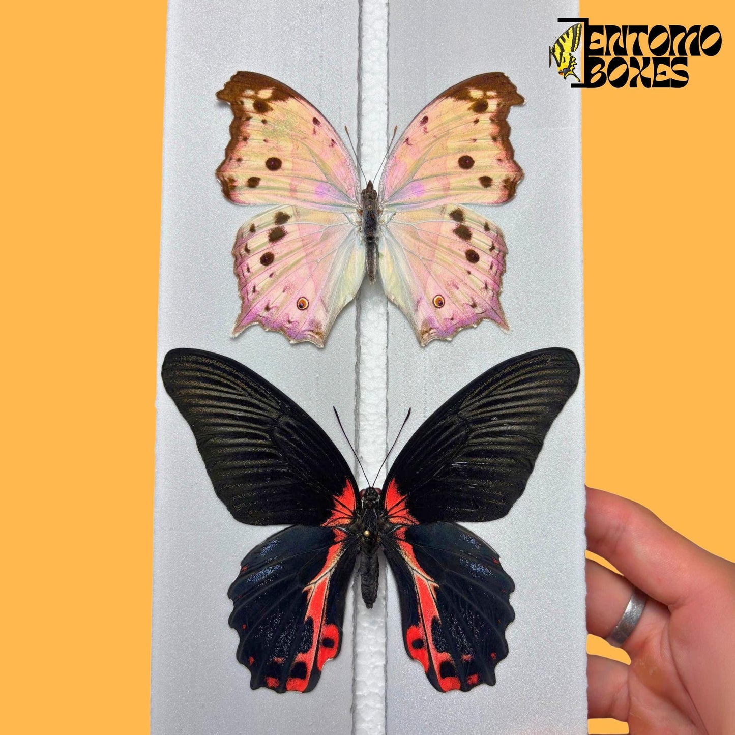 papilio rumanzovia and salamis parhassus on entomoboxes pinning board