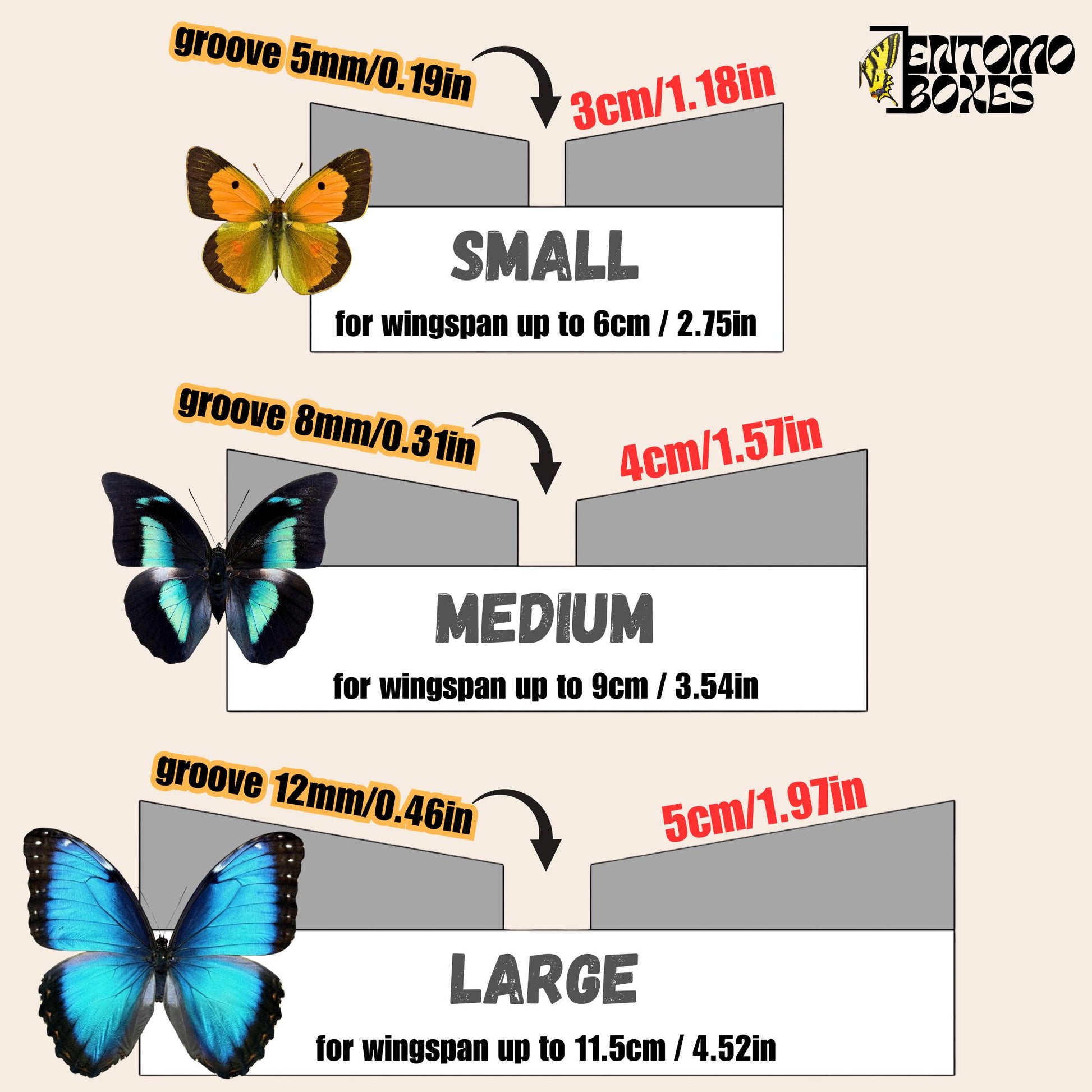 Angled insect Pinning Board for Butterflies Moths – Spreading, Mounting, Setting