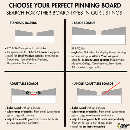 Angled insect Pinning Board for Butterflies Moths – Spreading, Mounting, Setting