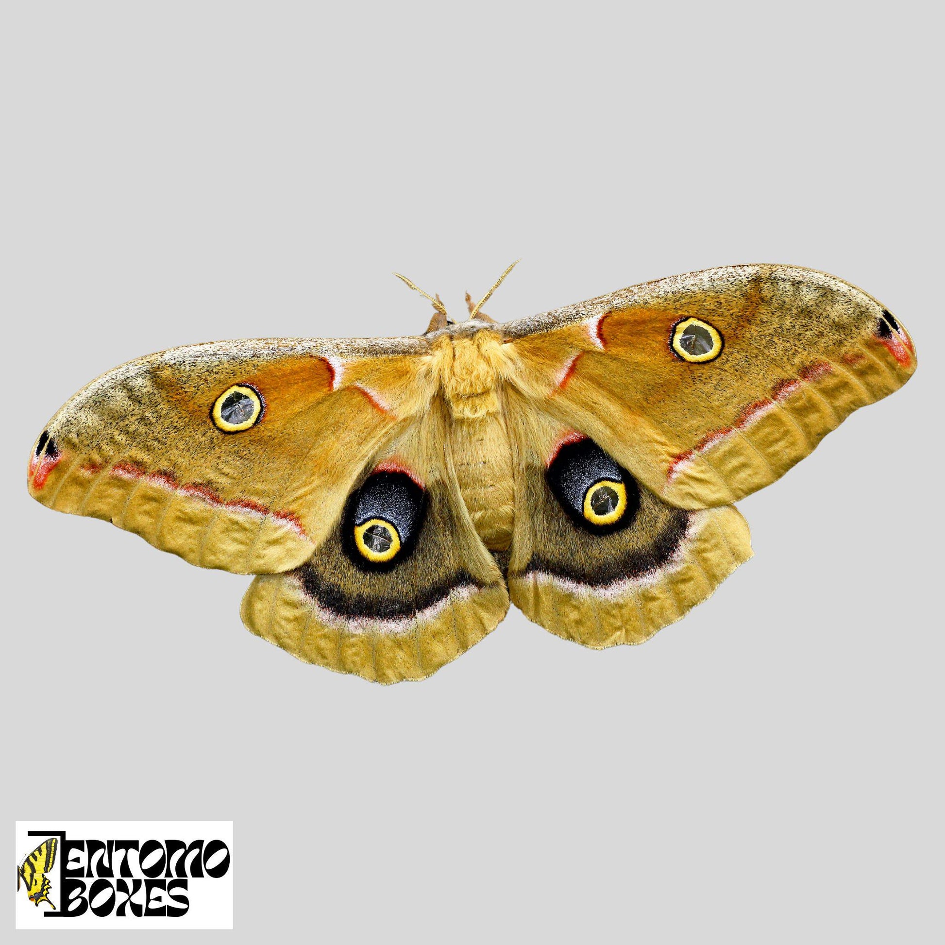 antheraea polyphemus moth for sale