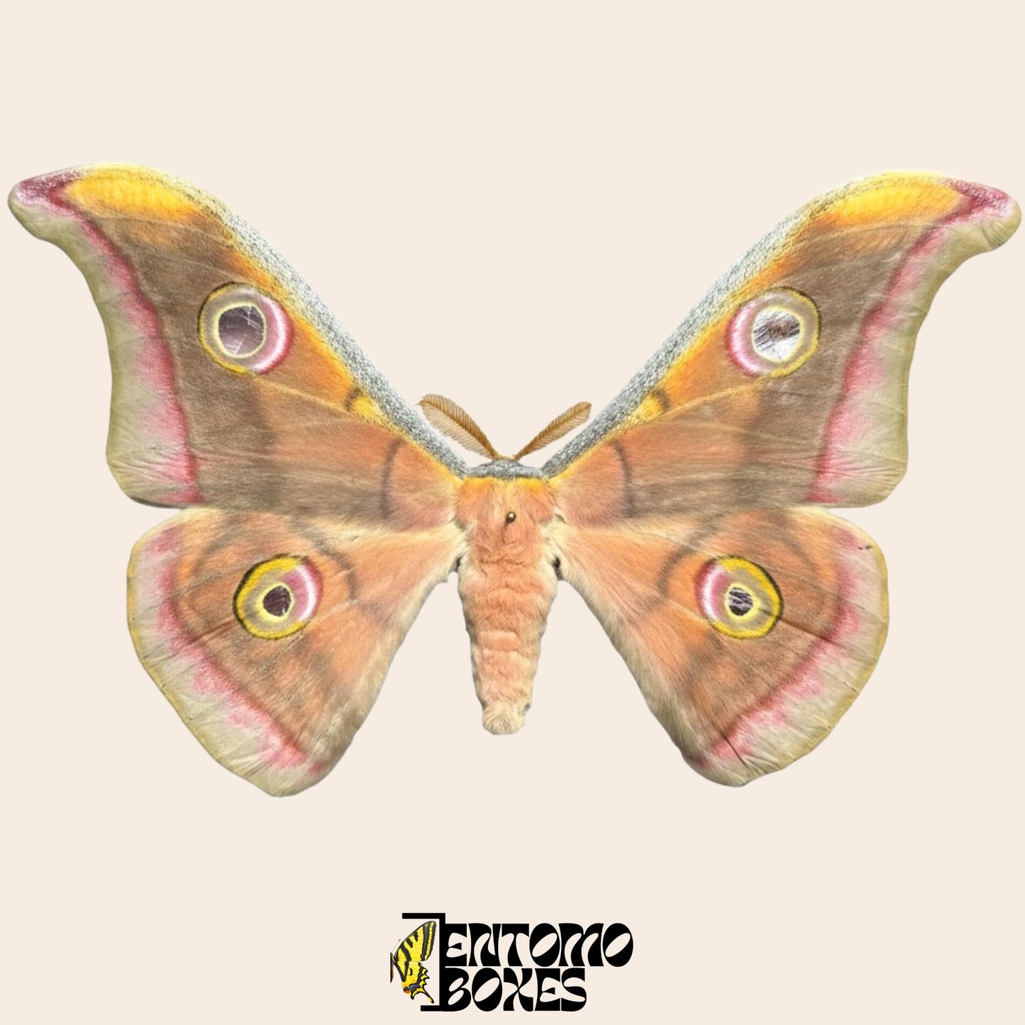 Antheraea mylitta pinned male