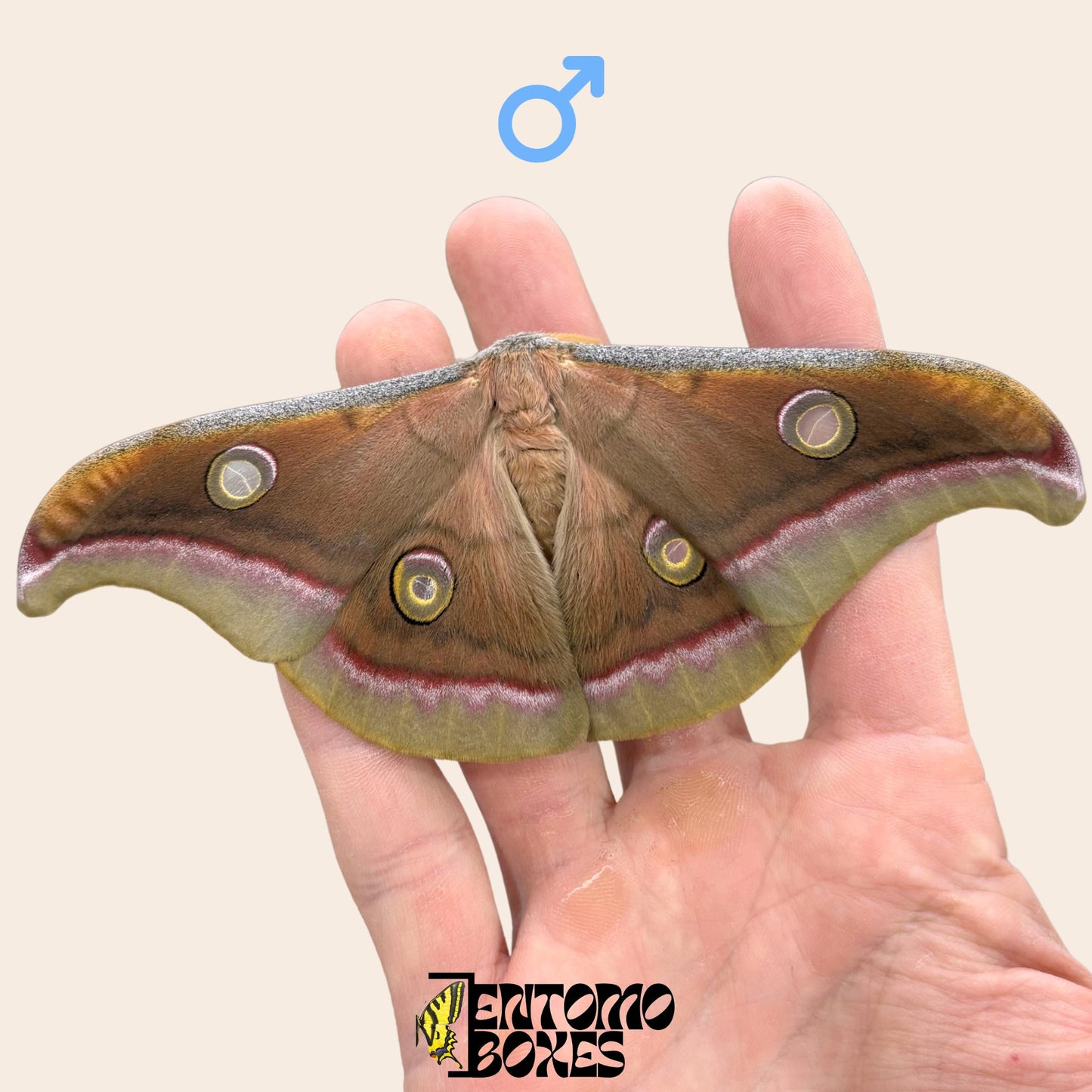 Antheraea mylitta female