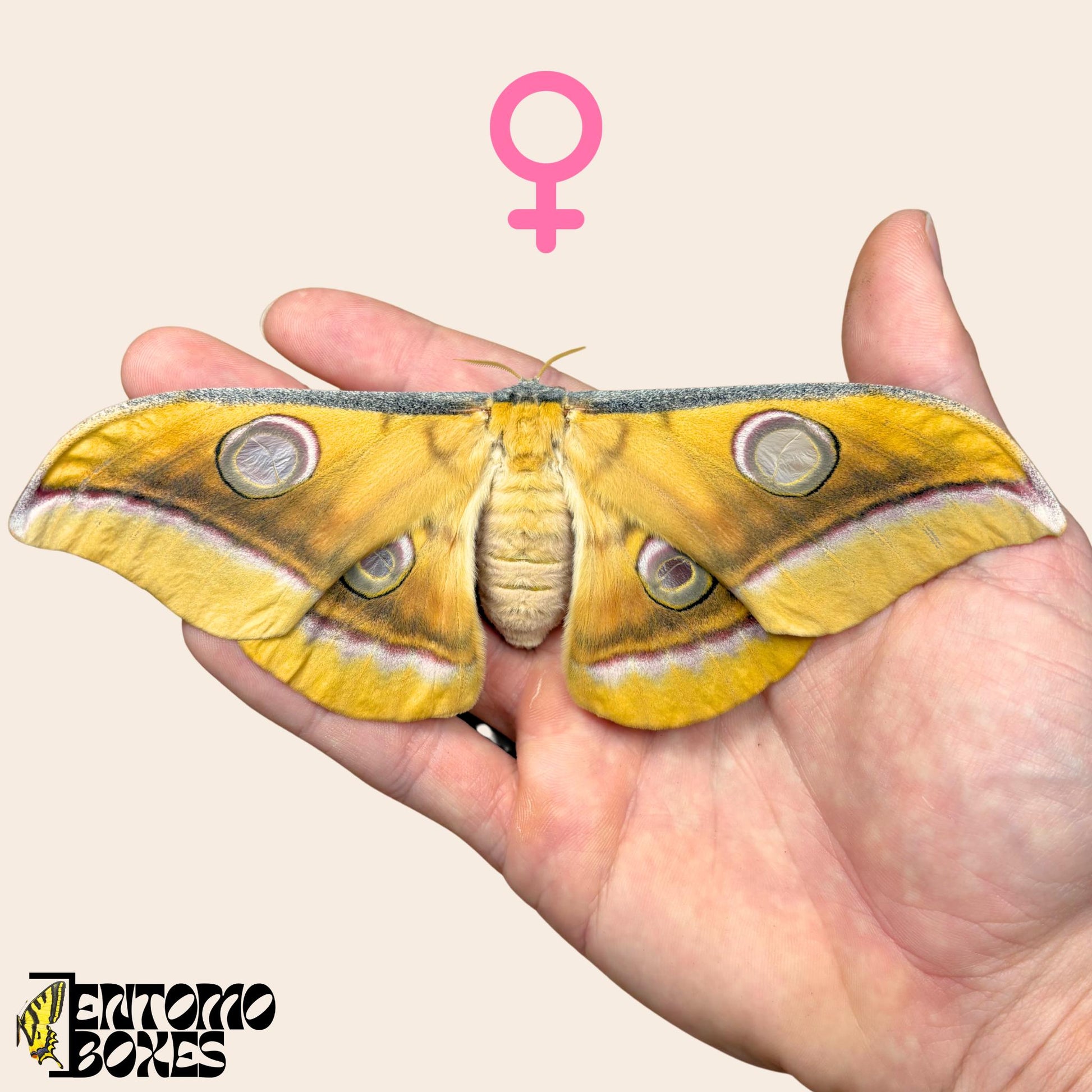 Antheraea mylitta tasar silkmoth real tropical moth specimen taxidermy entomology