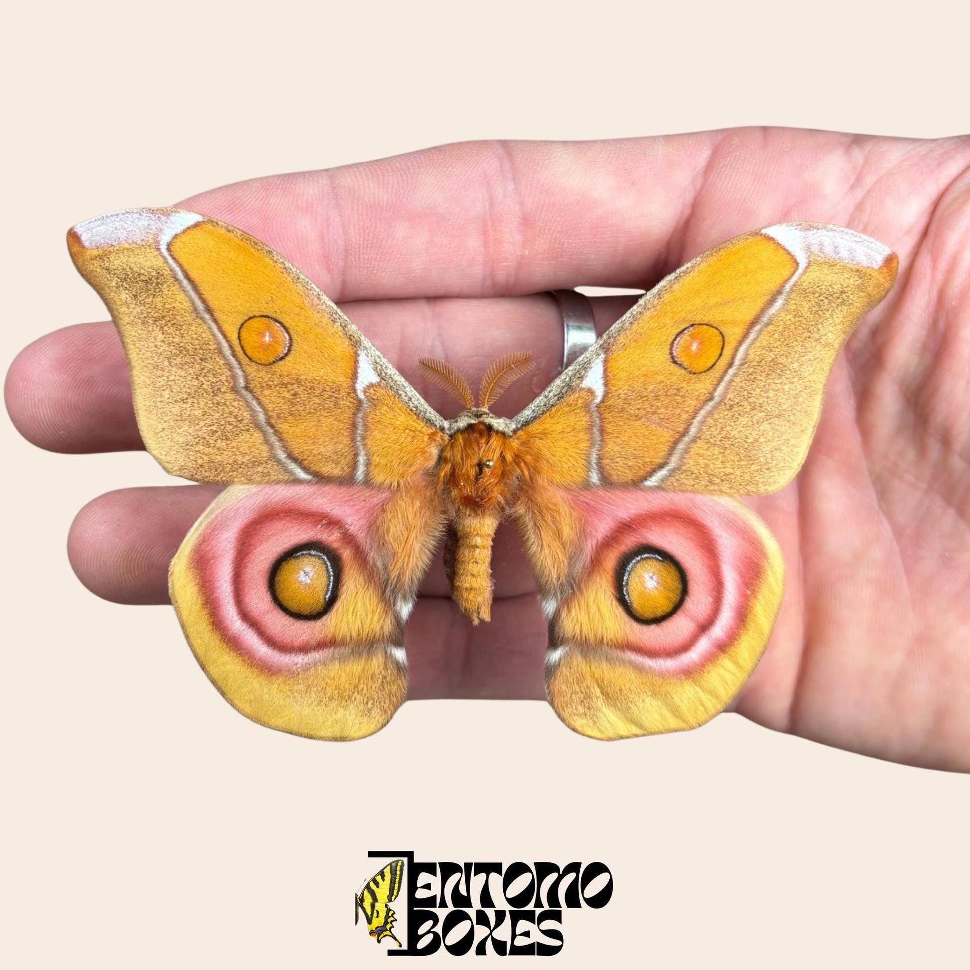 antherina suraka pinned wings male moth