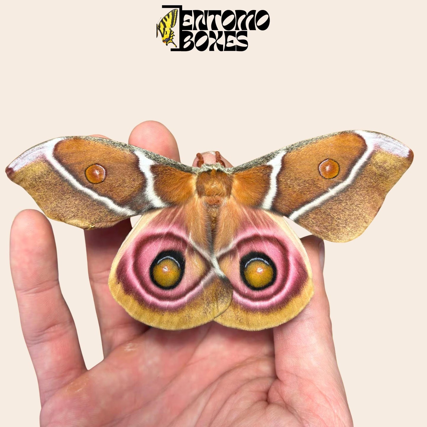 antherina suraka female moth