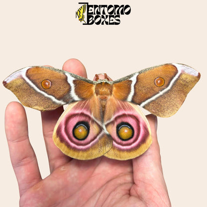 antherina suraka female moth