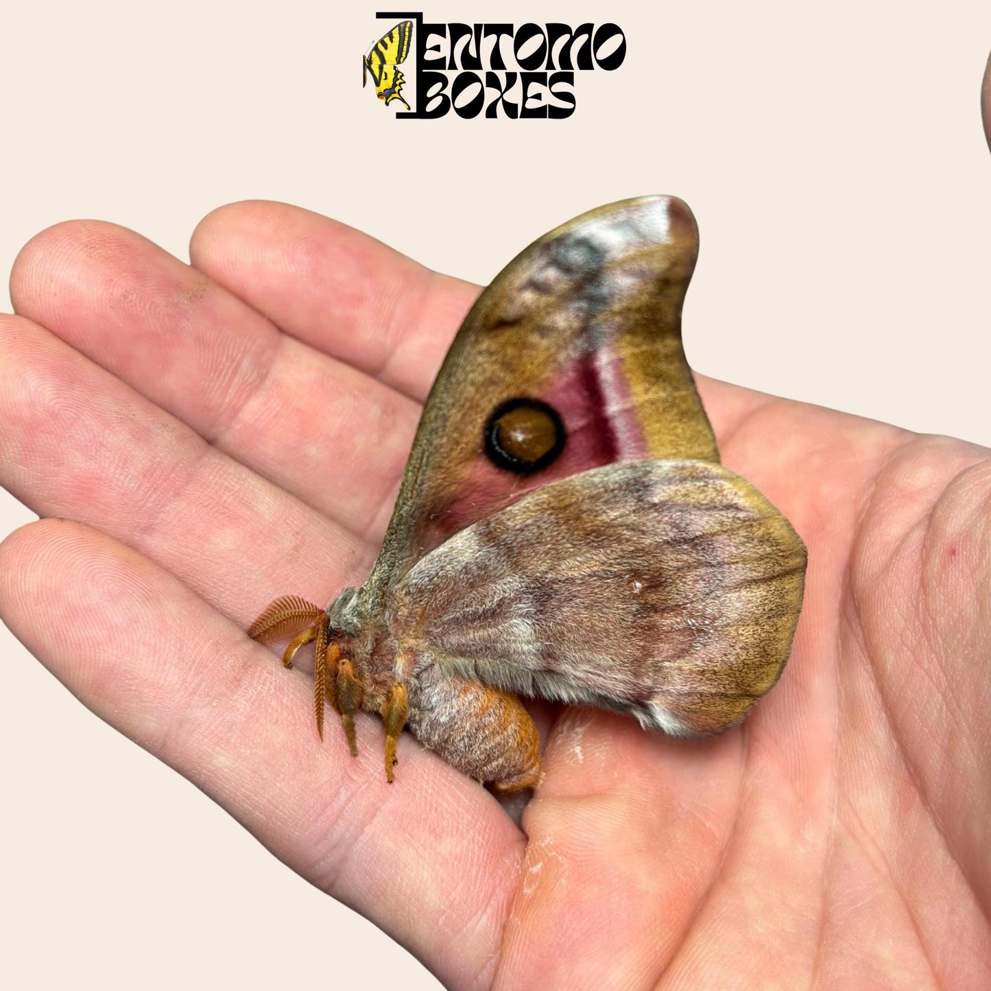 antherina suraka folded wings male moth