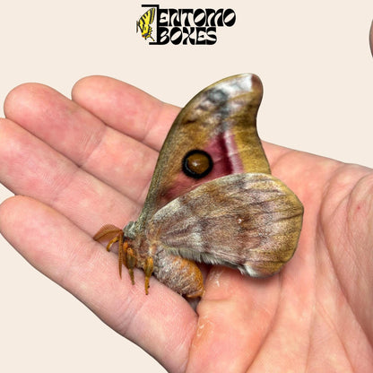 antherina suraka folded wings male moth