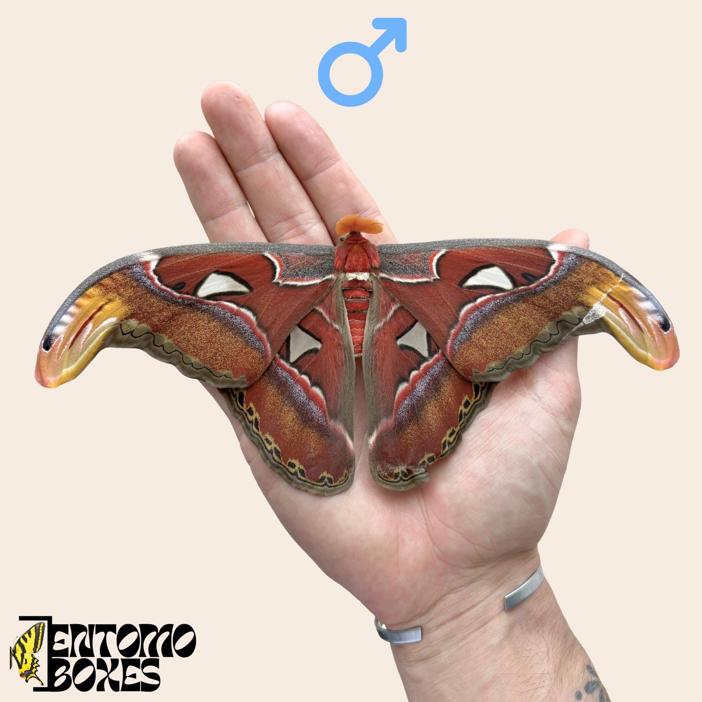 attacus atlas moth male