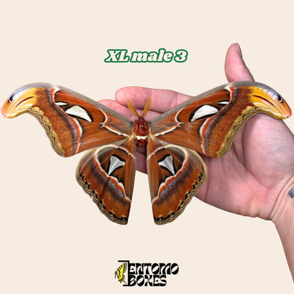 huge attacus atlas moth male