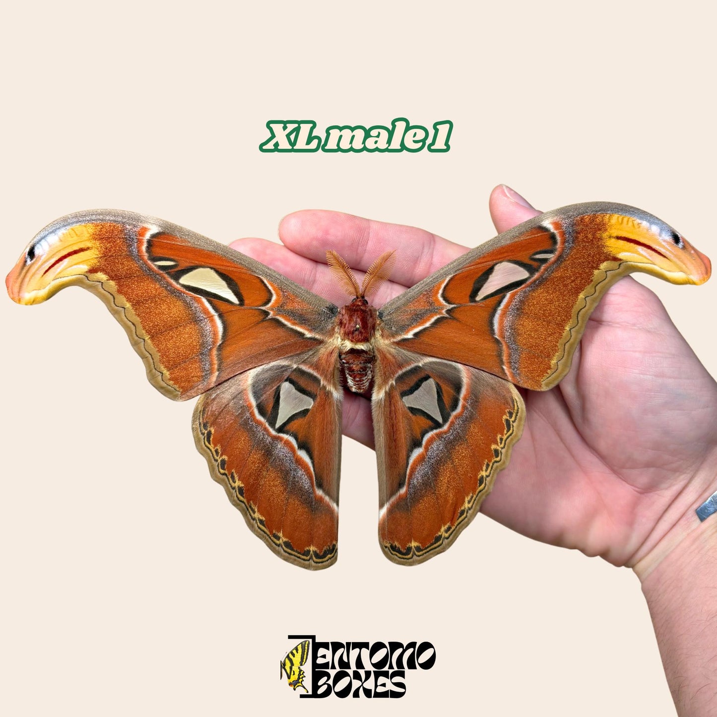huge attacus atlas moth male