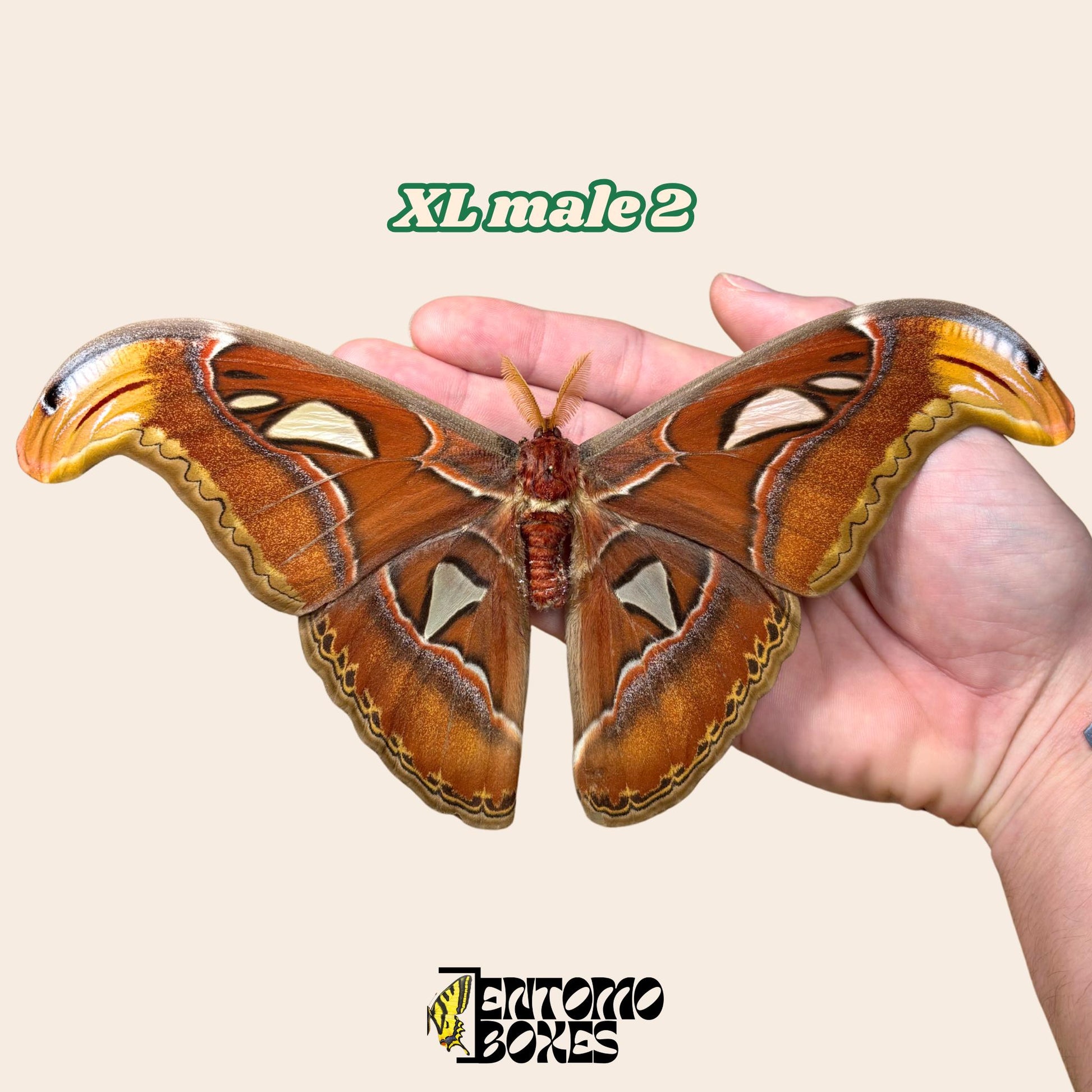 huge attacus atlas moth male