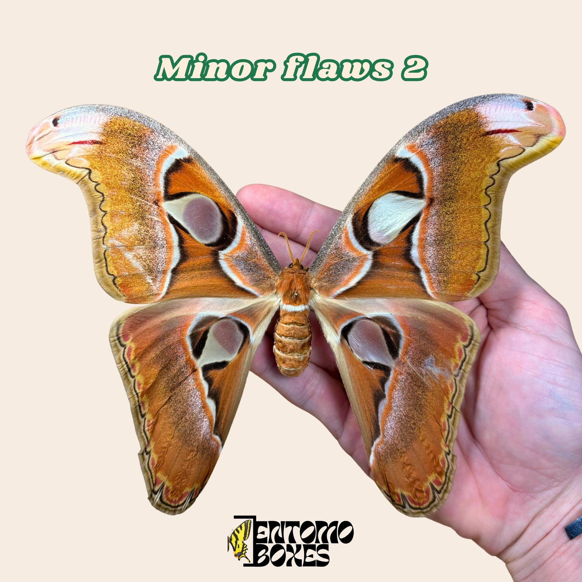 attacus lorquini female pinned moth