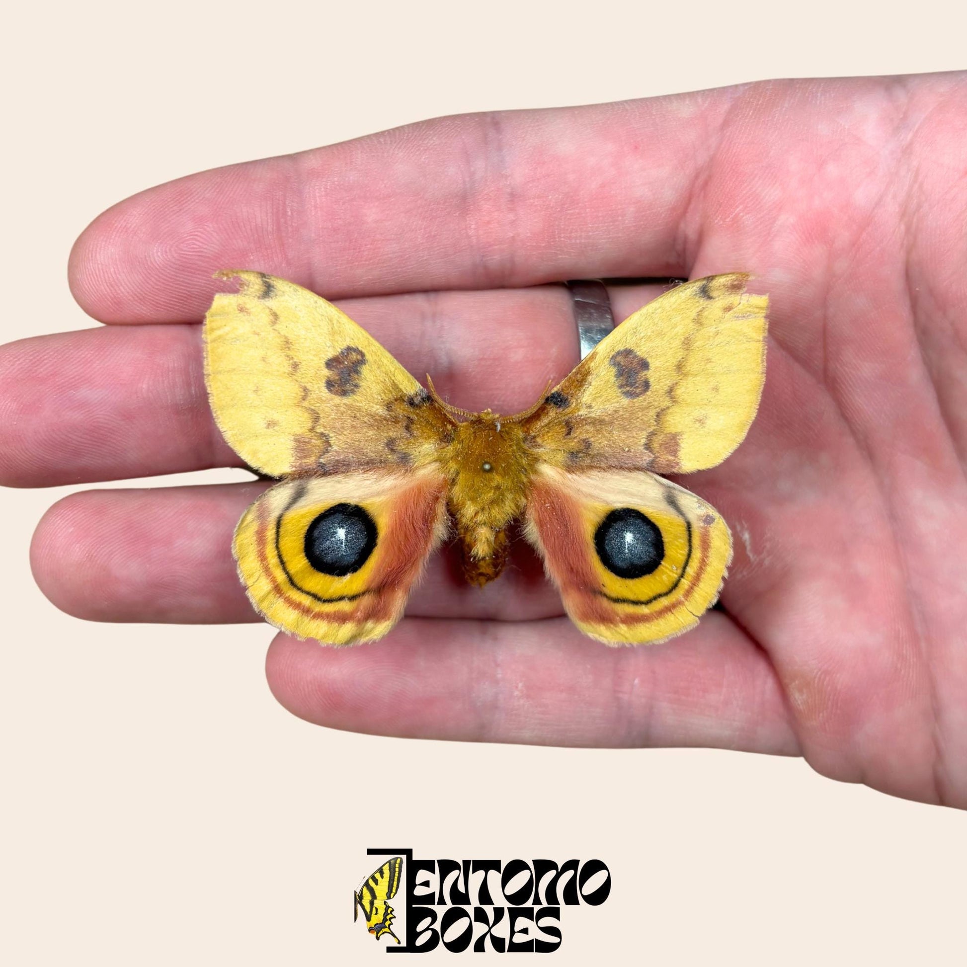 automeris io pinned male with opened wings on hand
