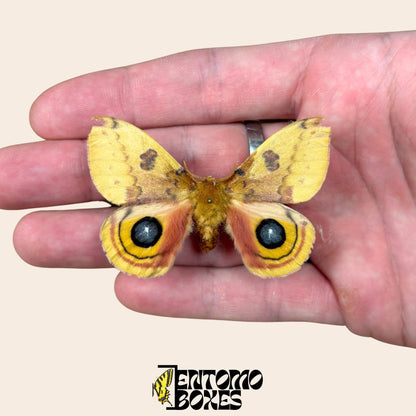 automeris io pinned male with opened wings on hand