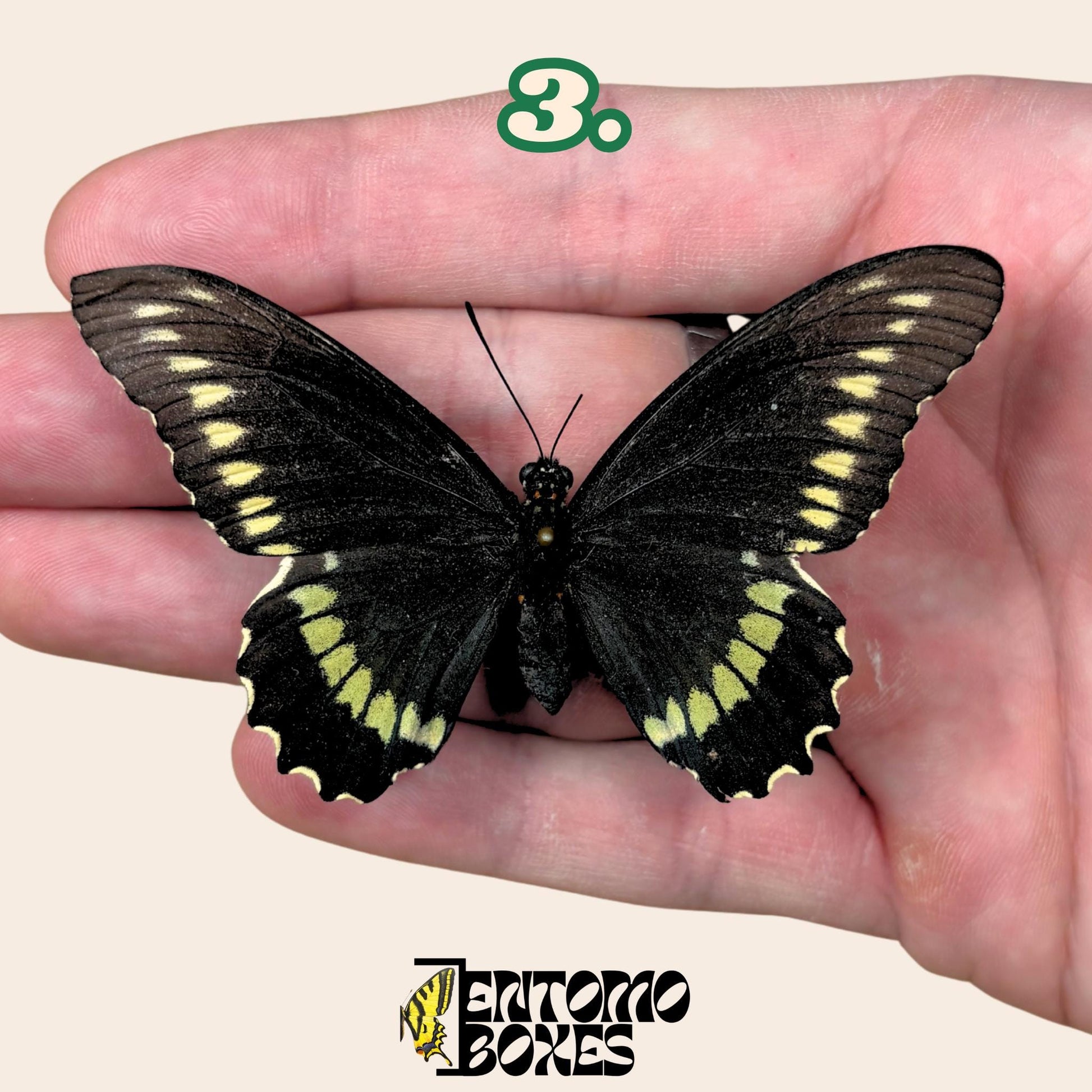 Battus polydamas  pinned butterfly