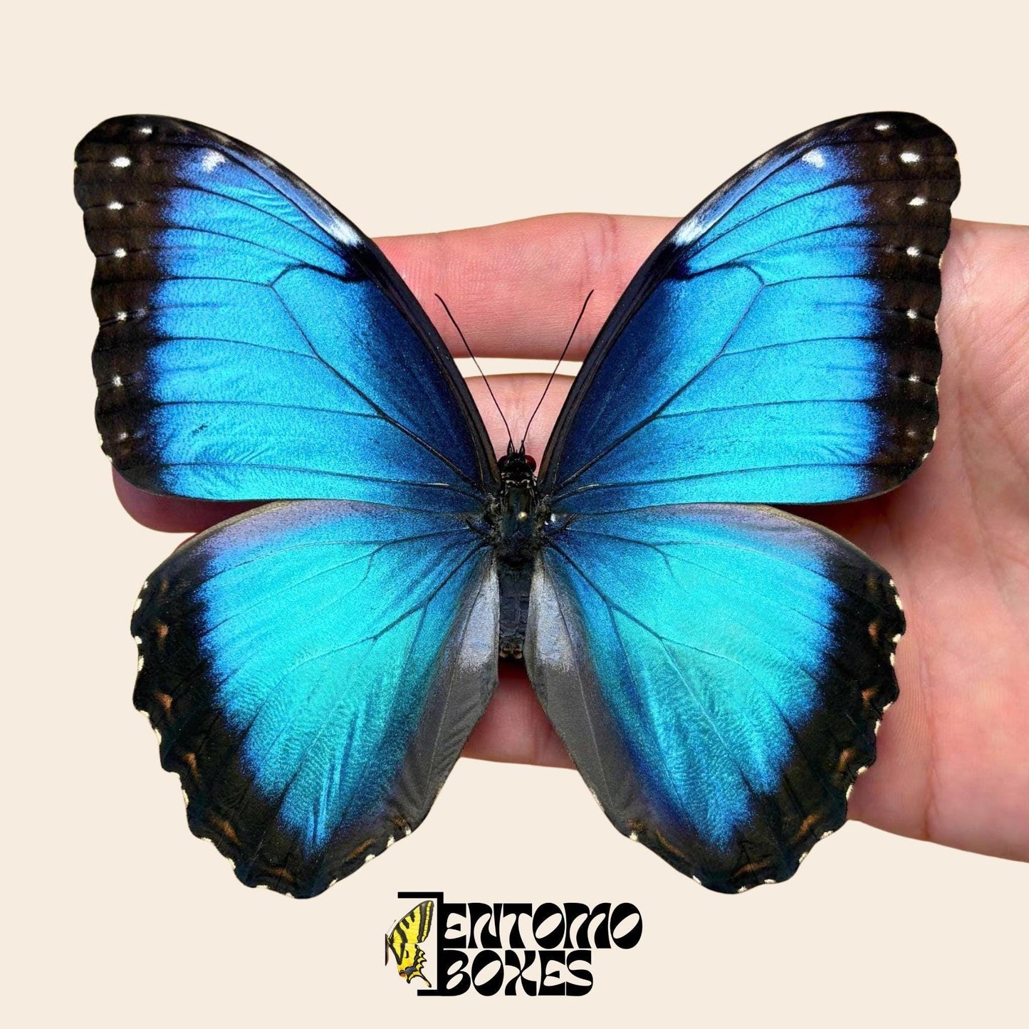 blue morpho butterfly male pinned