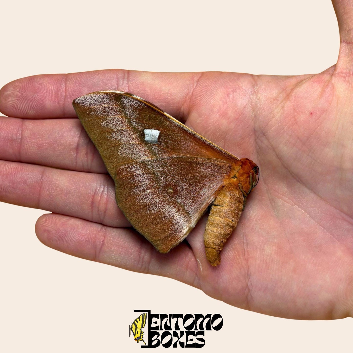 bunaea alcinoe closed wings moth