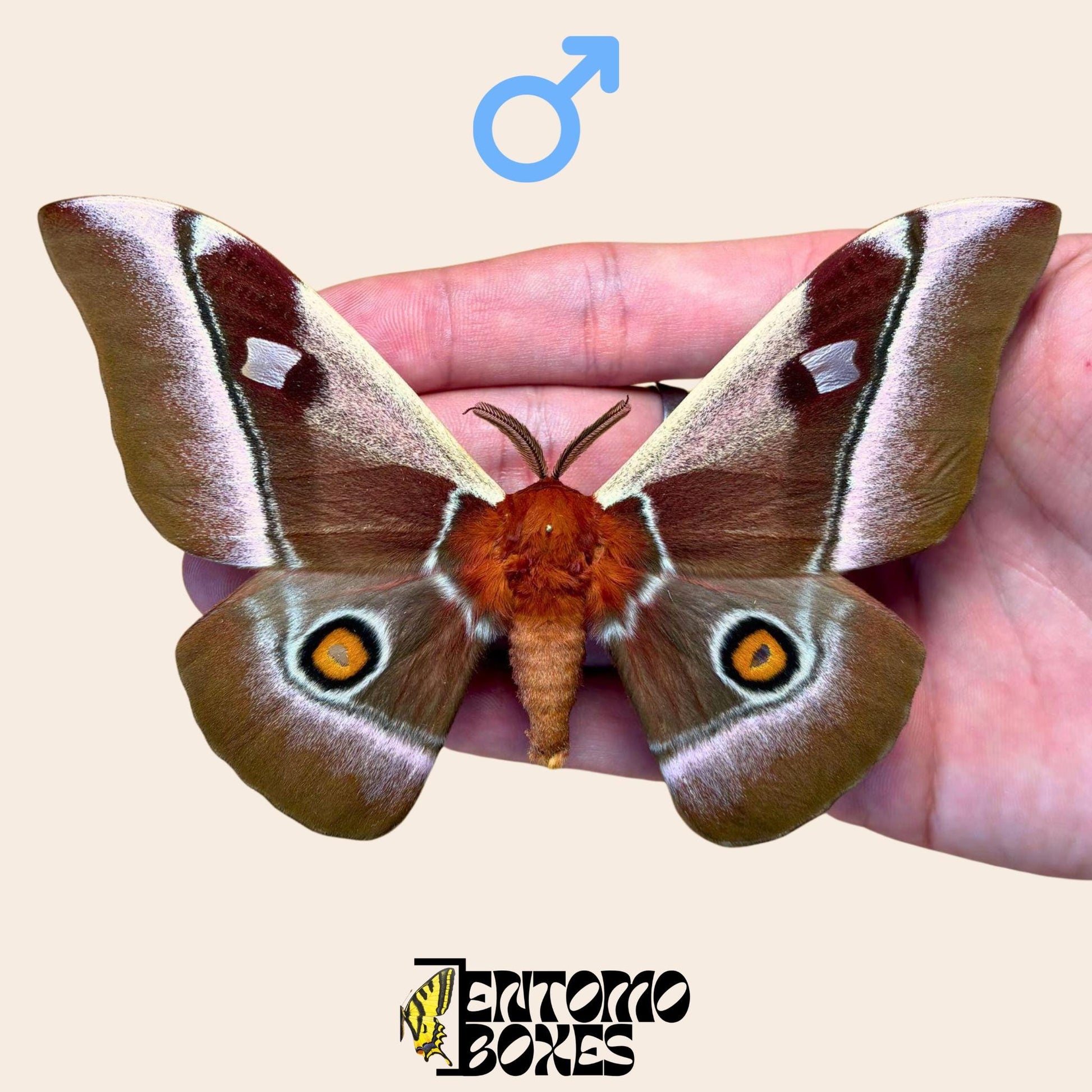 bunaea alcinoe pinned male moth