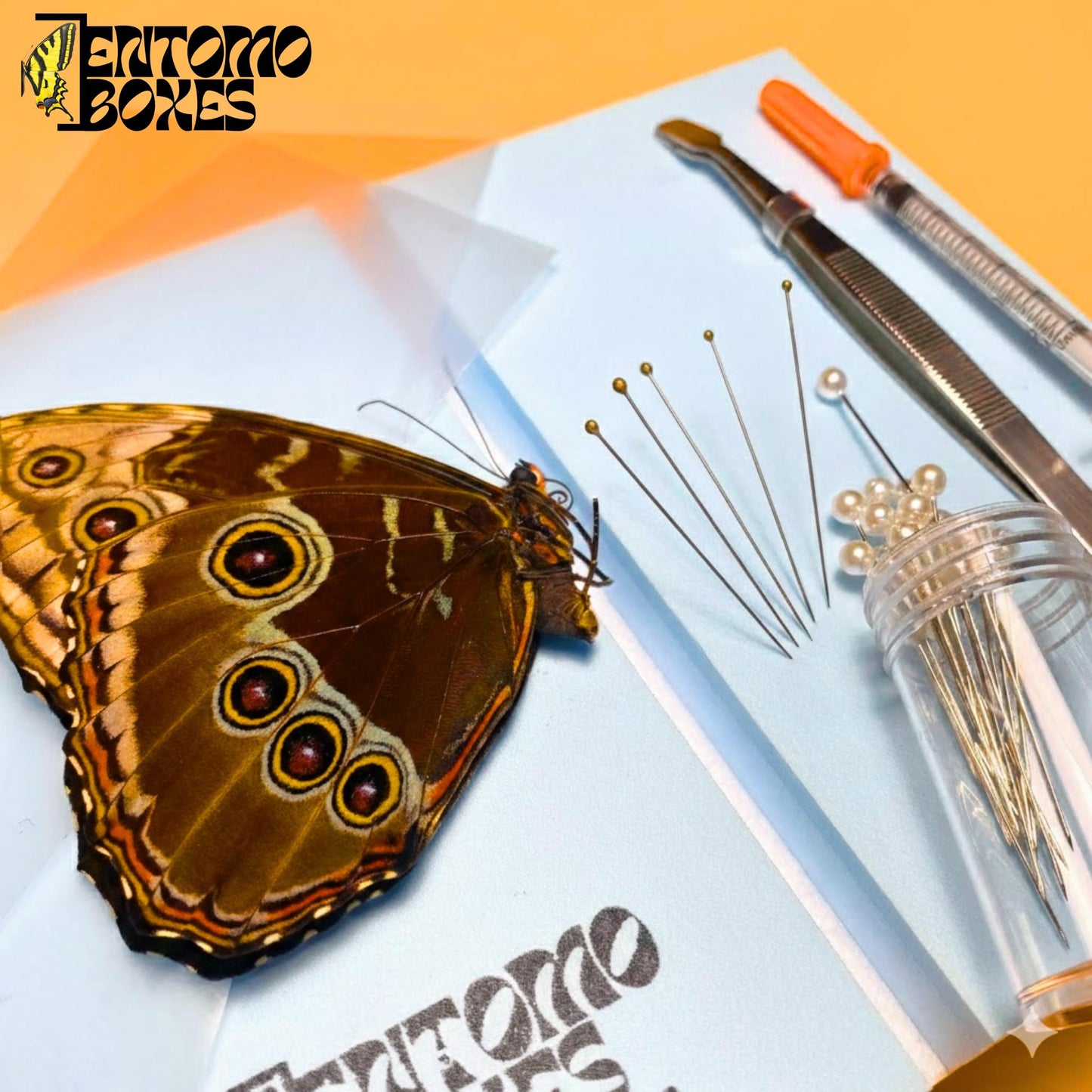 blue morpho butterfly pinning kit