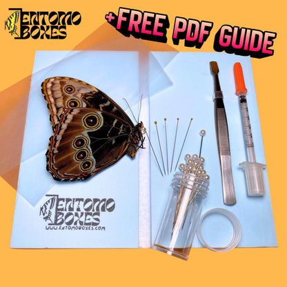 blue morpho helenor butterfly pinning kit