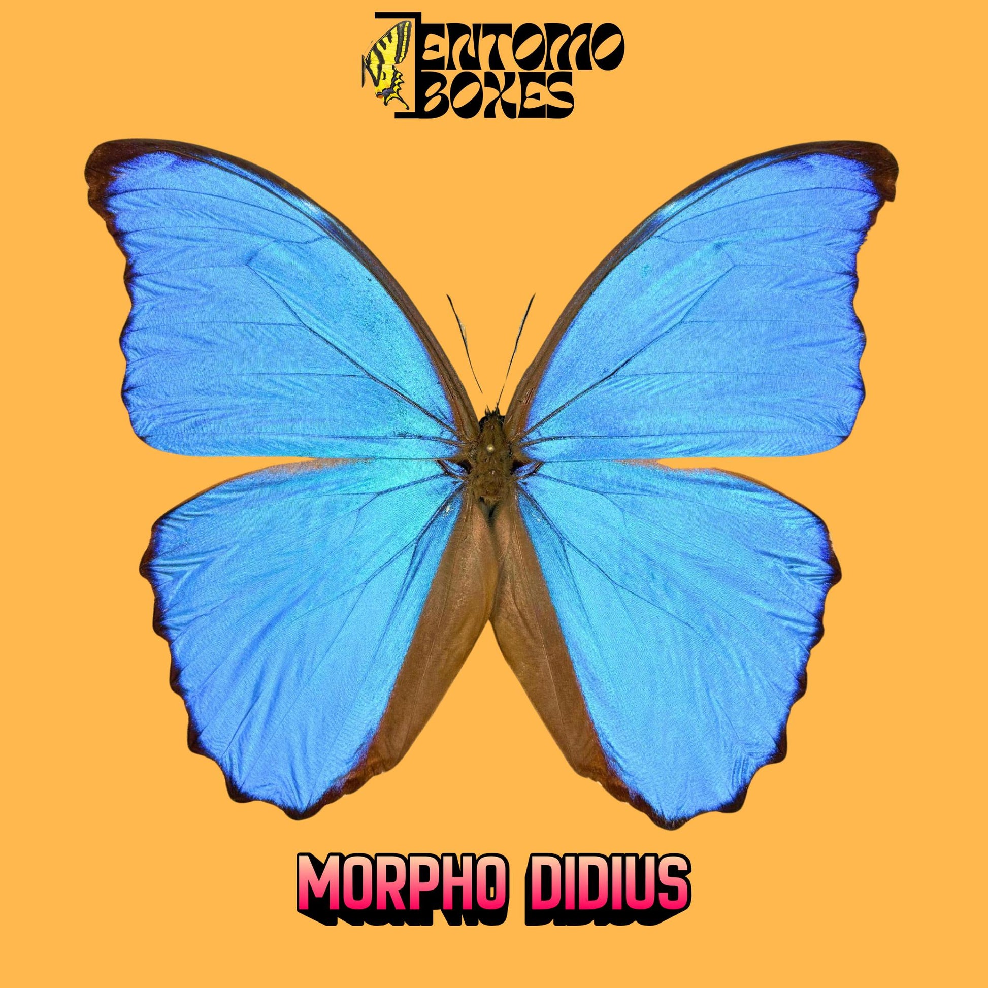 morpho didius male pinned