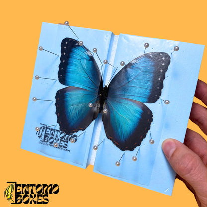 blue morpho butterfly on pinning board