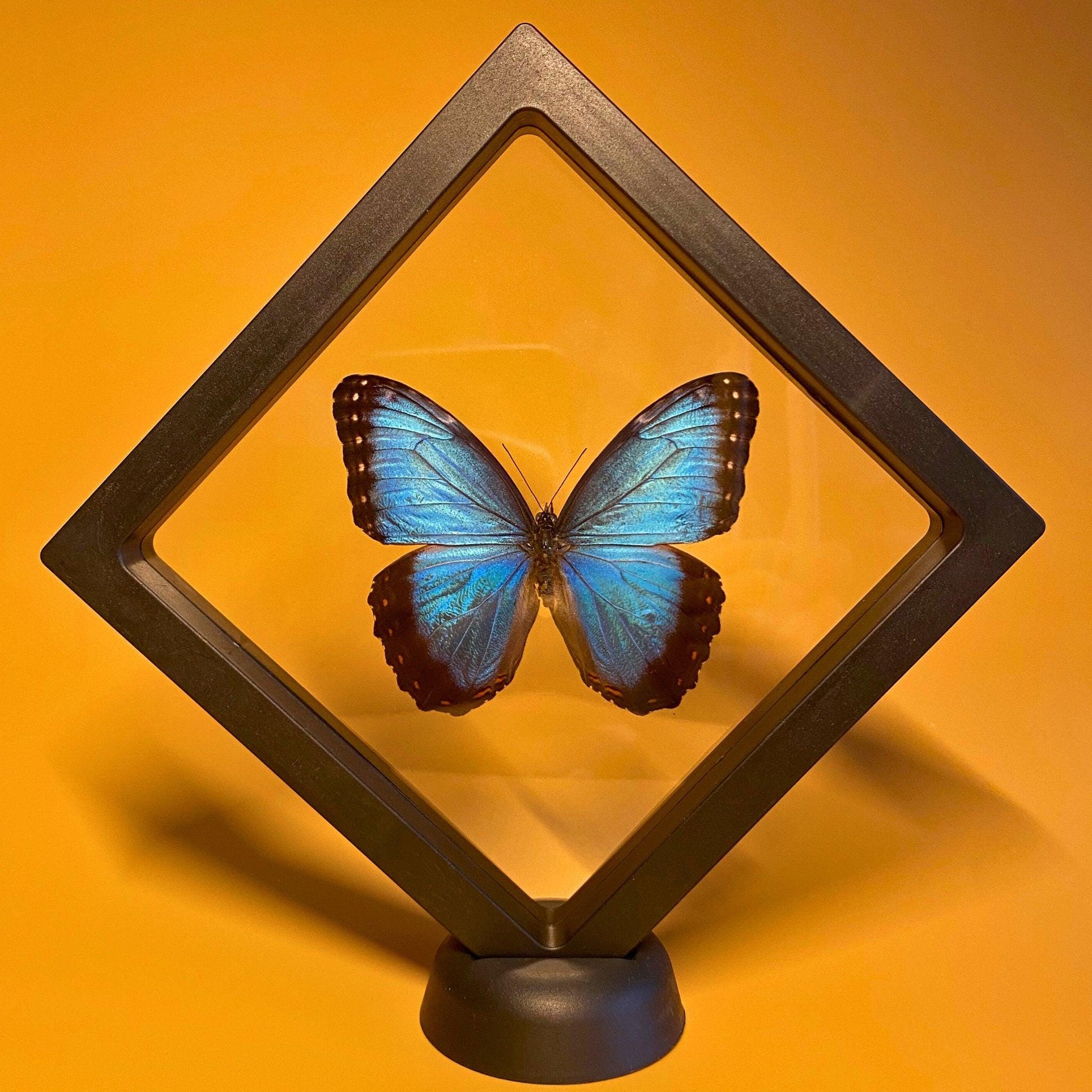 butterfly display frame