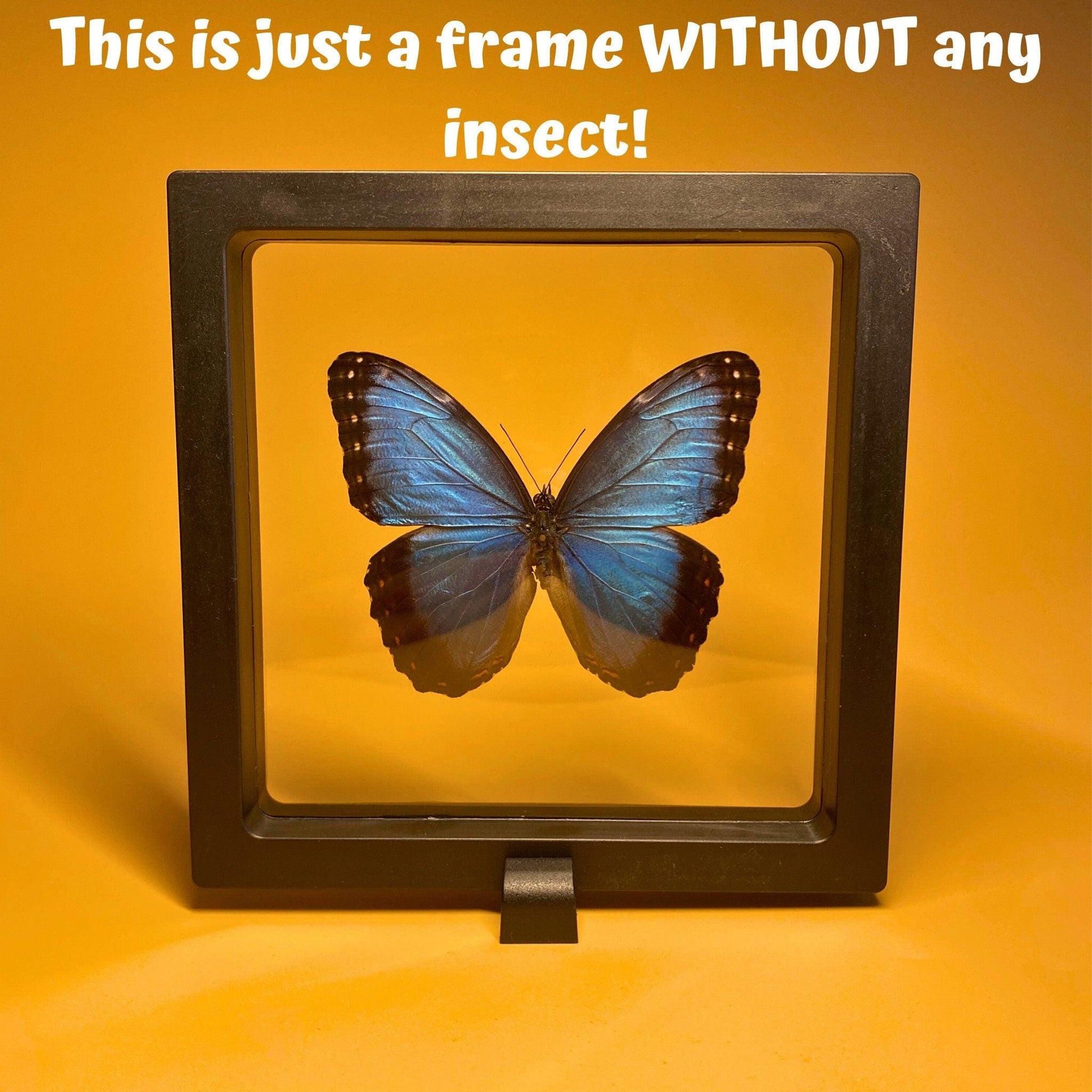 insect display frame