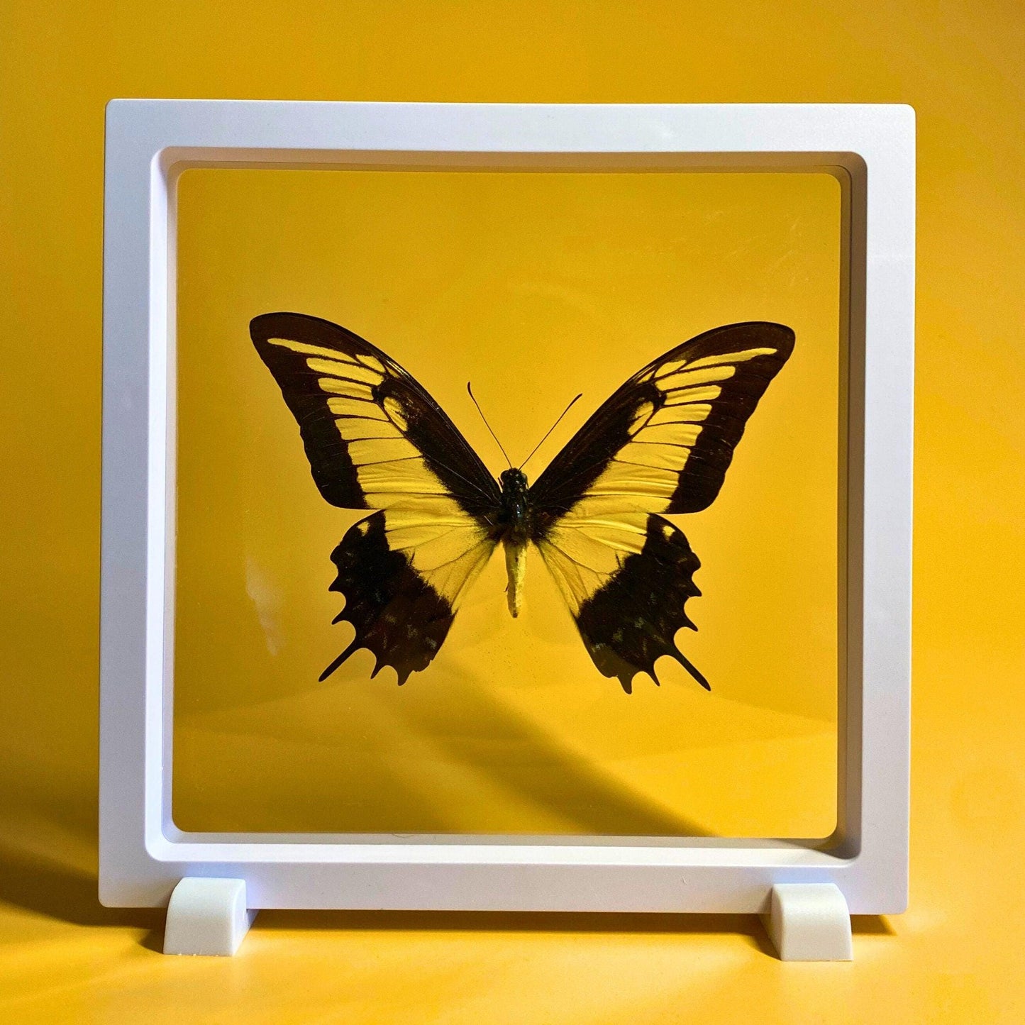 butterfly frame