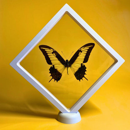 transparent butterfly frame