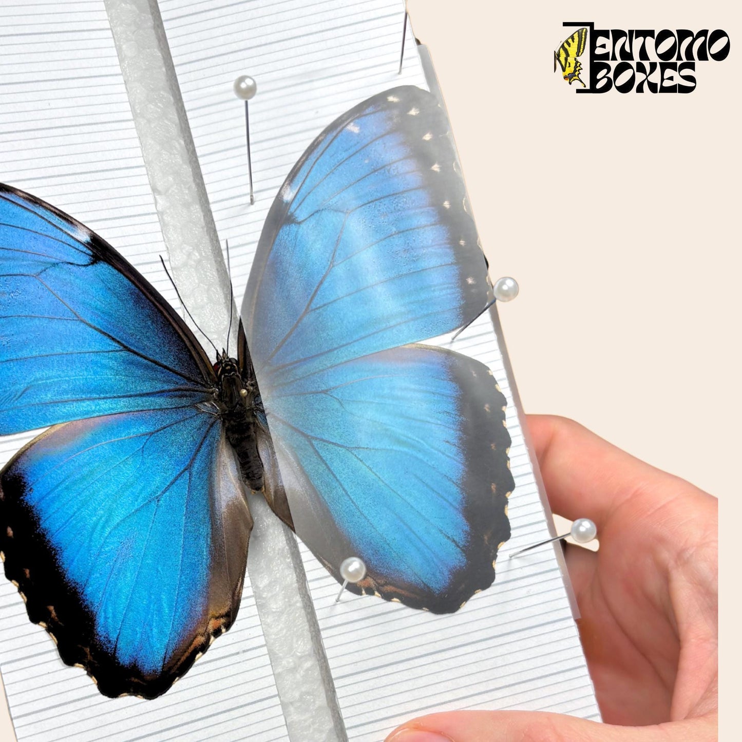 insect pinning foil strips