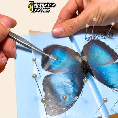 moth pinning foil strips