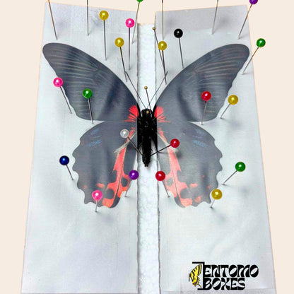 entomology pinning foil strips