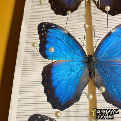 transparent butterfly pinning foil