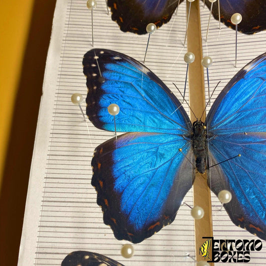 transparent butterfly pinning foil