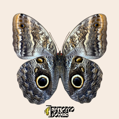 caligo memnon pinned butterfly underside view