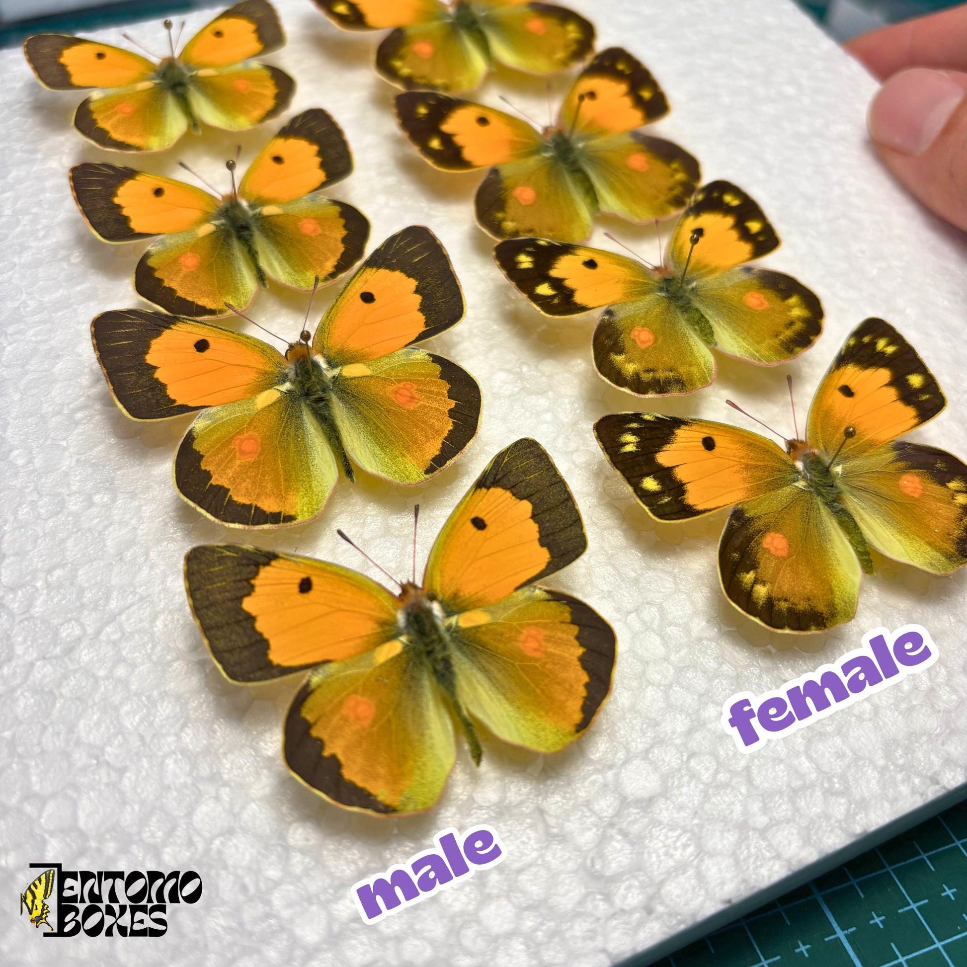 males and females colias croceus pinned in a piece of styrofoam
