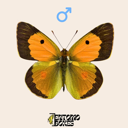 pinned male of colias croceus butterfly