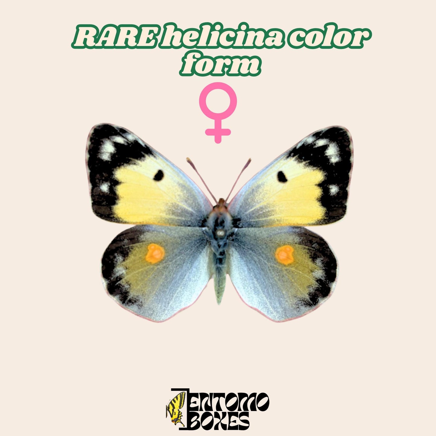 pinned orange female of colias croceus butterfly