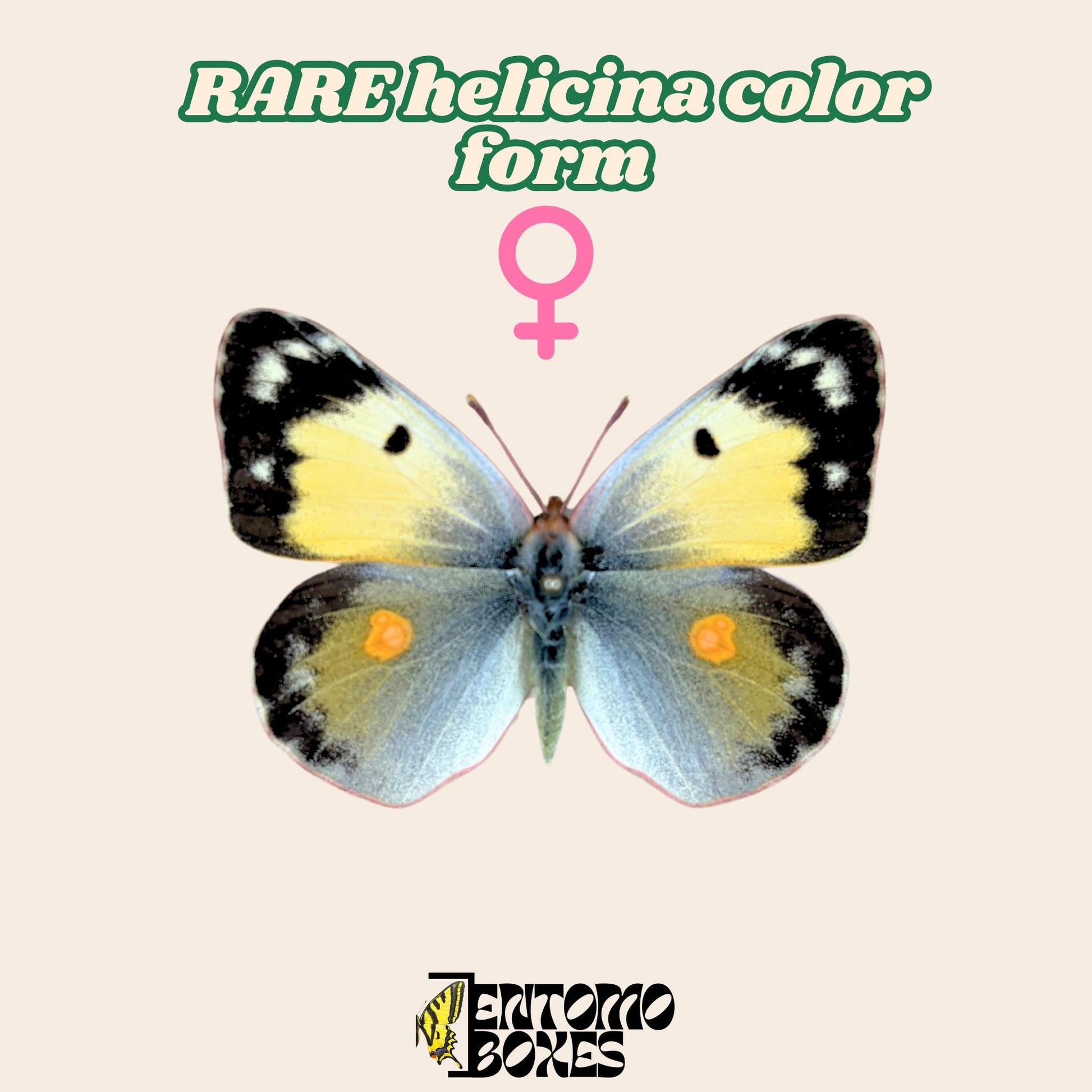 pinned orange female of colias croceus butterfly