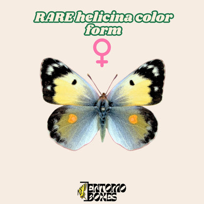 pinned orange female of colias croceus butterfly