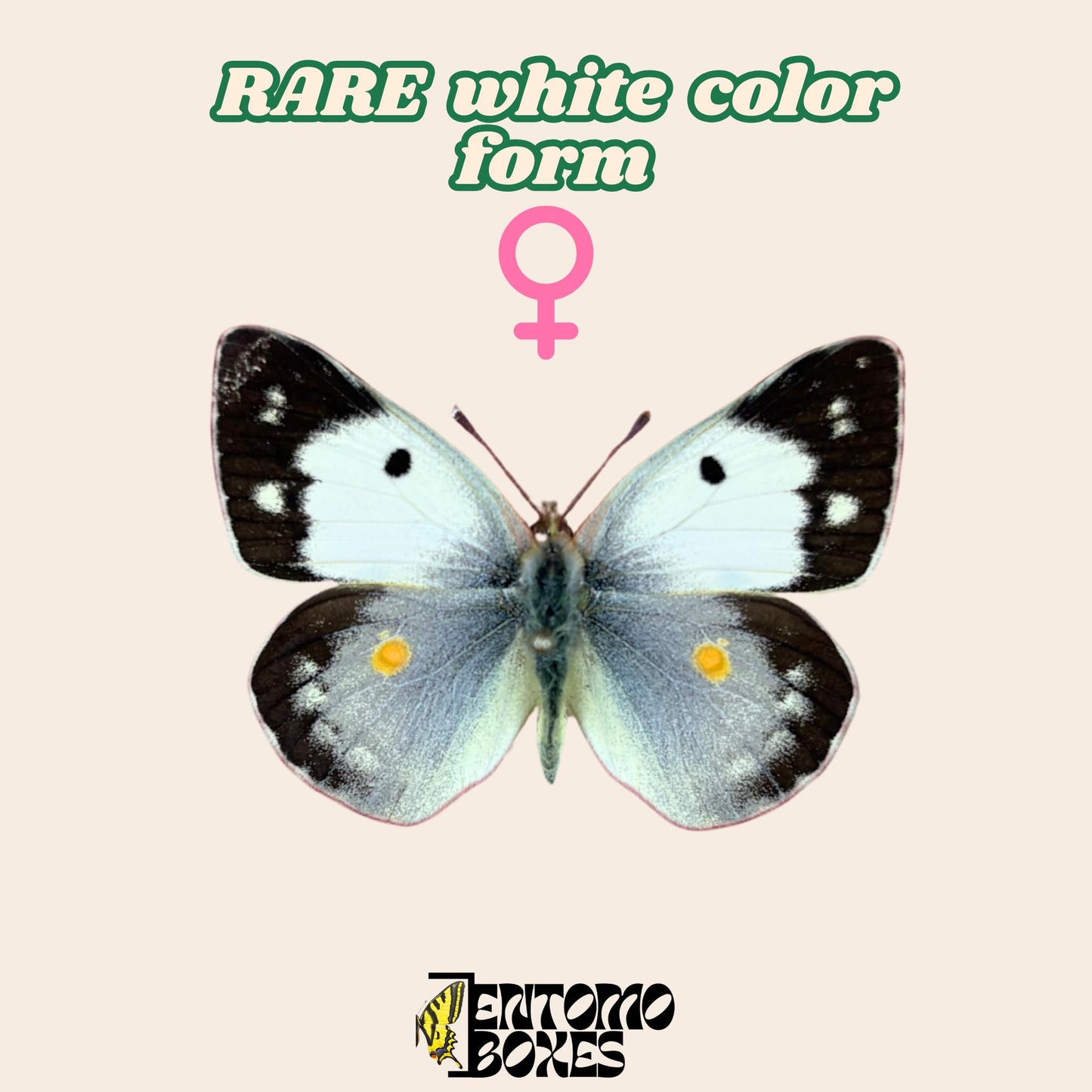 Clouded yellow Colias croceus butterfly on a pin entomology taxidermy