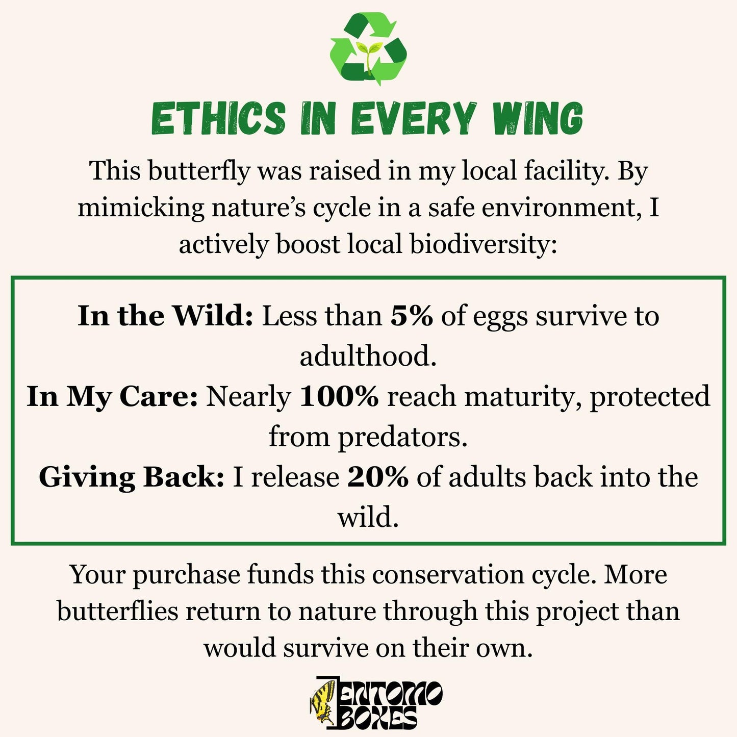 Clouded yellow Colias croceus butterfly on a pin entomology taxidermy