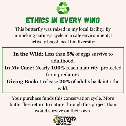 Clouded yellow Colias croceus butterfly on a pin entomology taxidermy