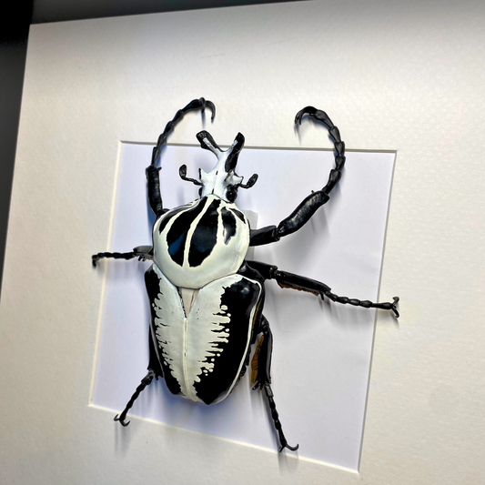 Goliathus Käfer Figur im Rahmen