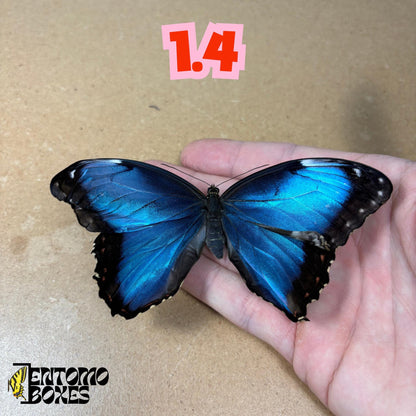DEFECTED blue morpho papered dry tropical butterfly from South America insect for preparation