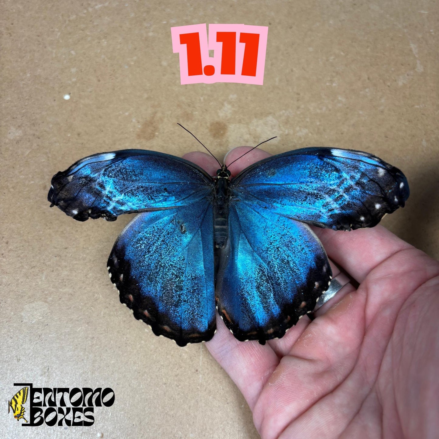 DEFECTED blue morpho papered dry tropical butterfly from South America insect for preparation